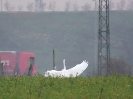 Távolabb ismét landolt