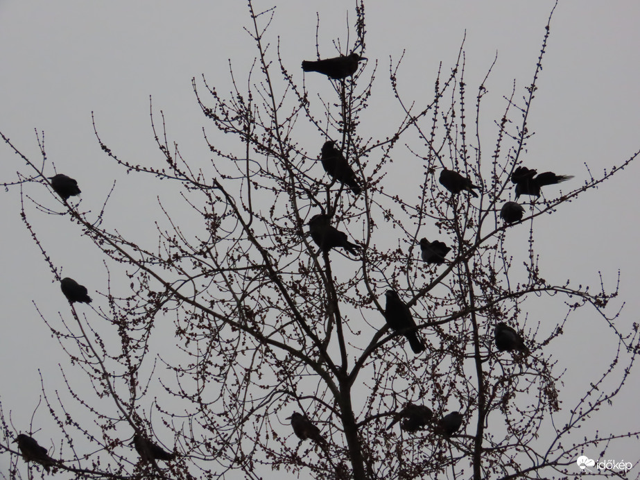 Reggeli röpgyűlés