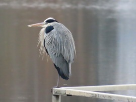 Fázósan gubbasztok!