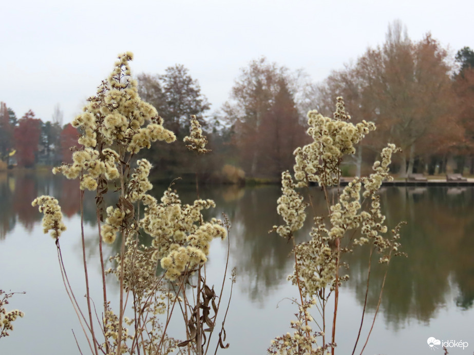 Tópart szürke időben