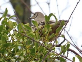 Léprigó fagyönggyel