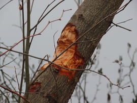 Megint dolgozott a Hód
