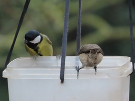 Nagy a forgalom a sziget etetőjén