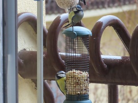 Nagy a délutáni sürgés-forgás 3.