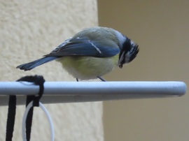 Nagy a délutáni sürgés-forgás 5.