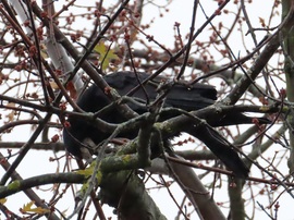 Vetési varjú és a kemény dió
