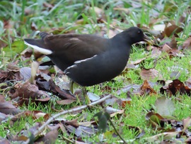 Kijöttem a partra csipegetni