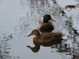 Kíváncsi récepár