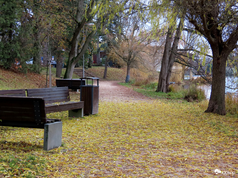 A Csavartfűz is lehullatta leveleit