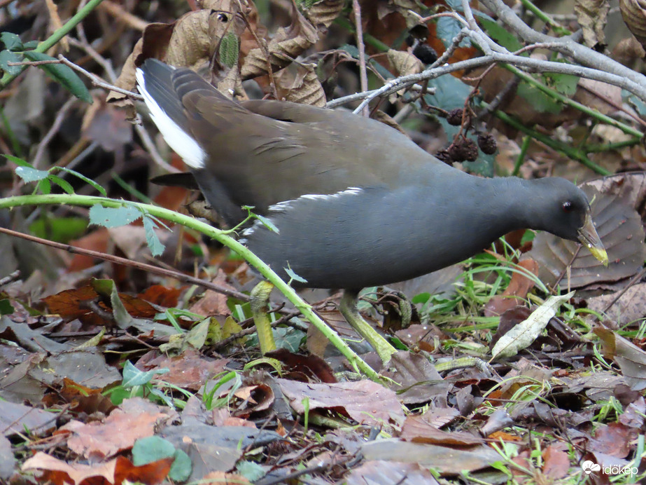 Felcsipegetem, ami lehullik!