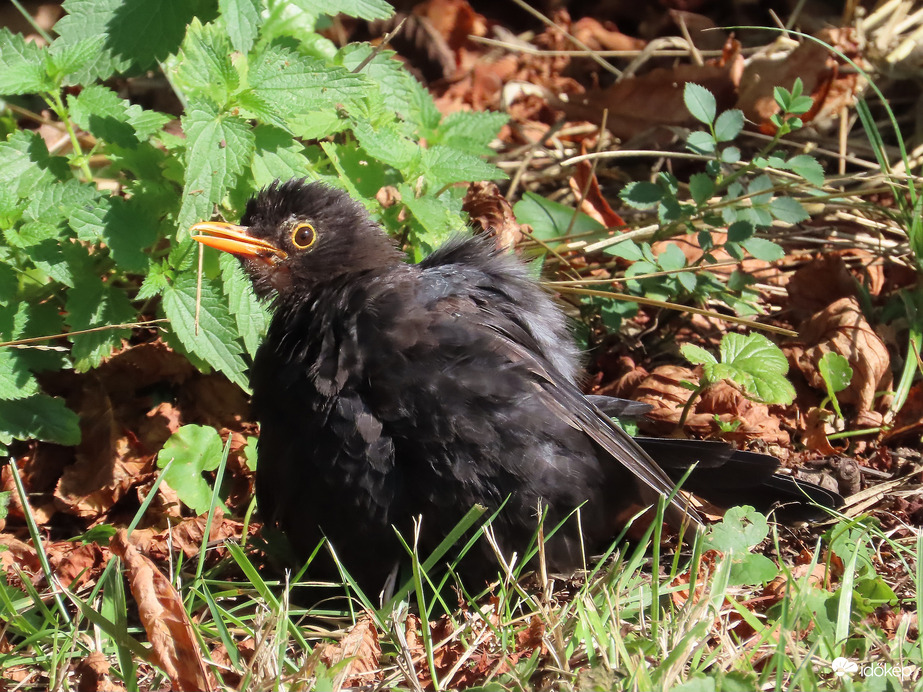 Kitikkadtam a melegtől!