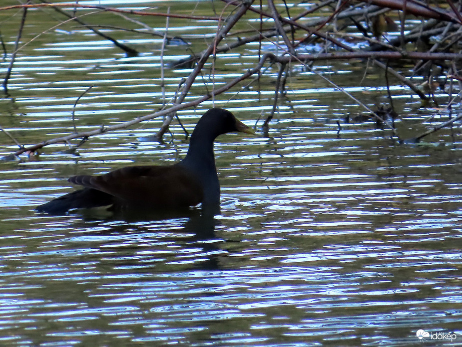 Menekülőre fogtam!