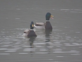 Várjatok! Mi is jövünk!
