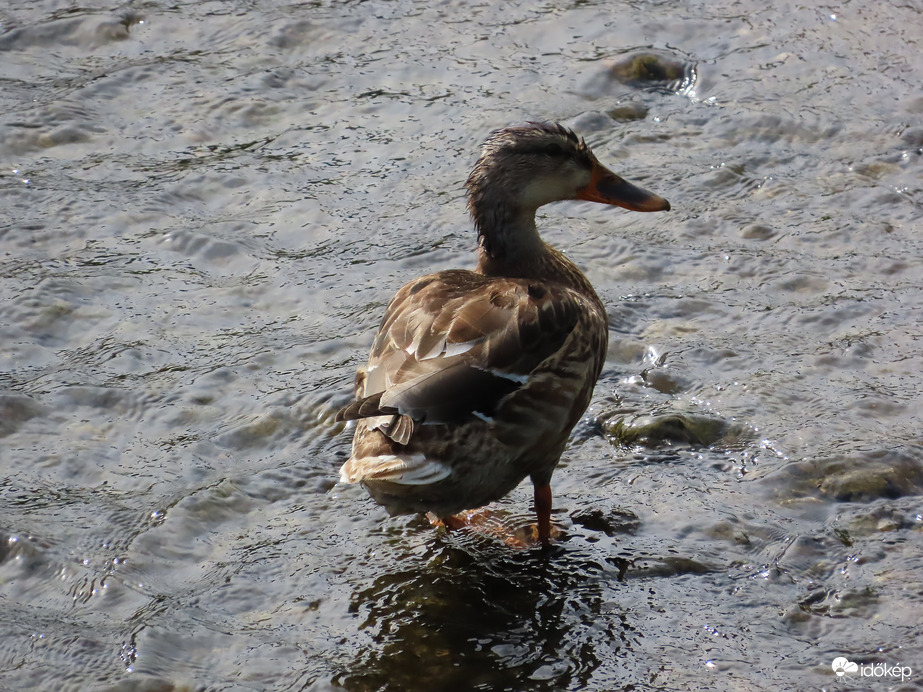 Csak a bokámig ér a víz a patak közepén