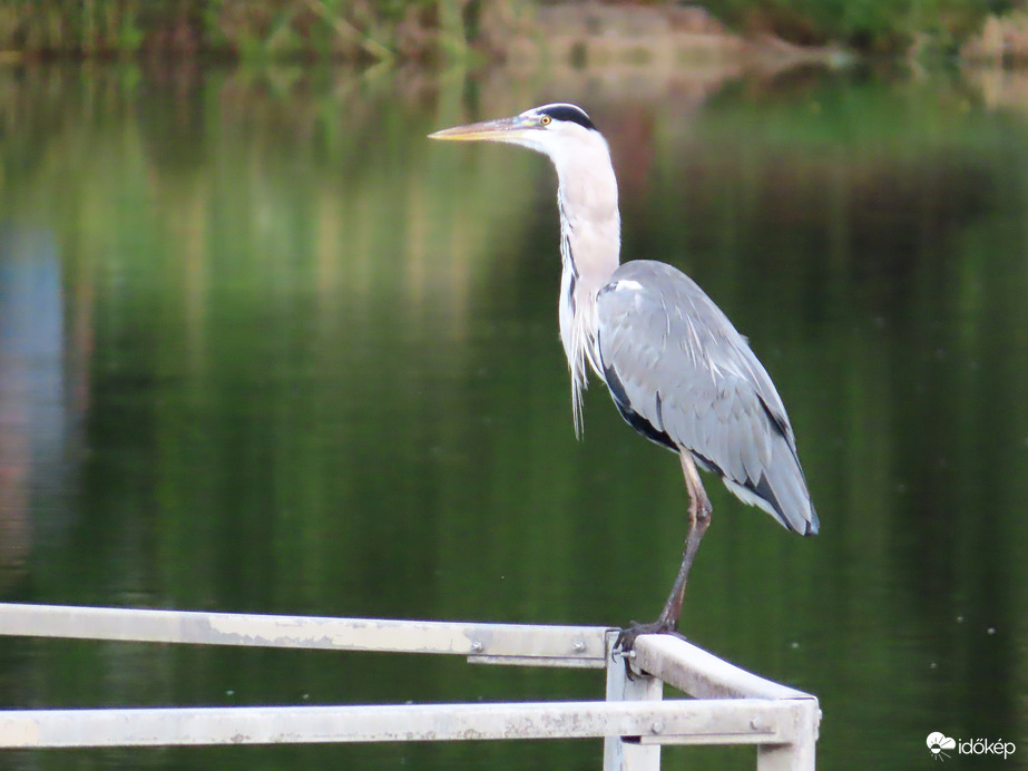 Csúszik lefelé a torkomon!