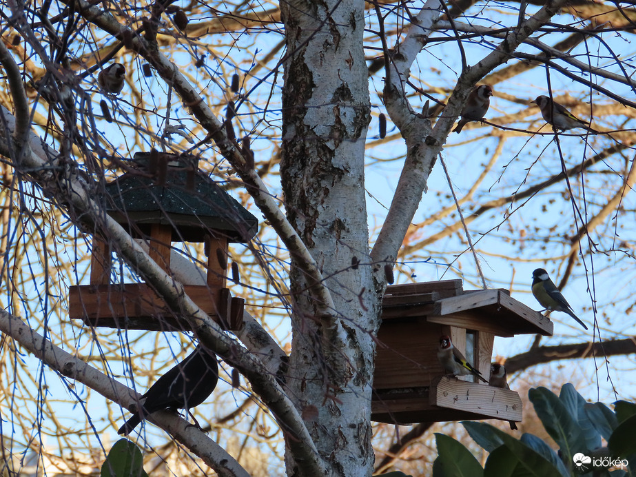 Forgalmas etetők egy kertben