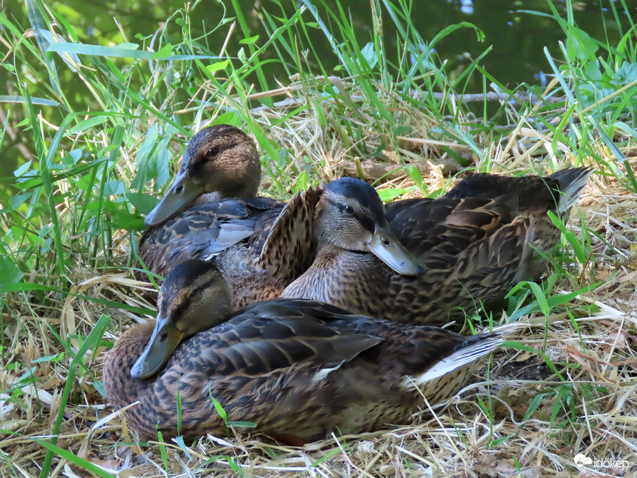 A mama elrepült, mi pihenünk