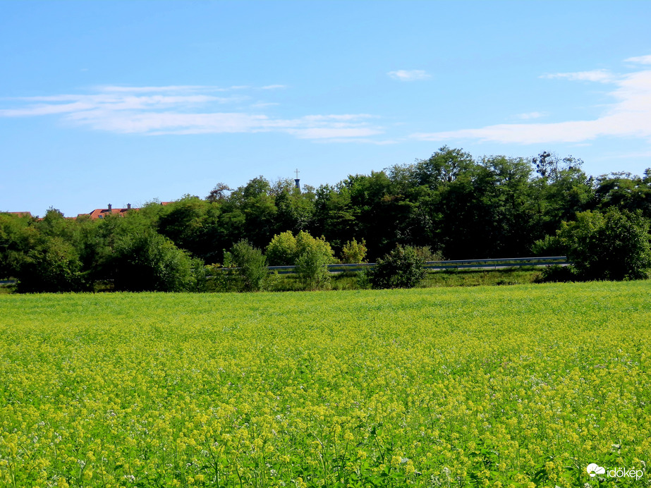Virágzó Repce a város határában