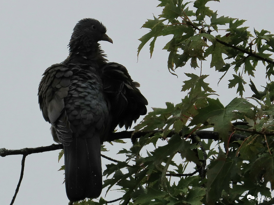 Én is szeretem az esőt!