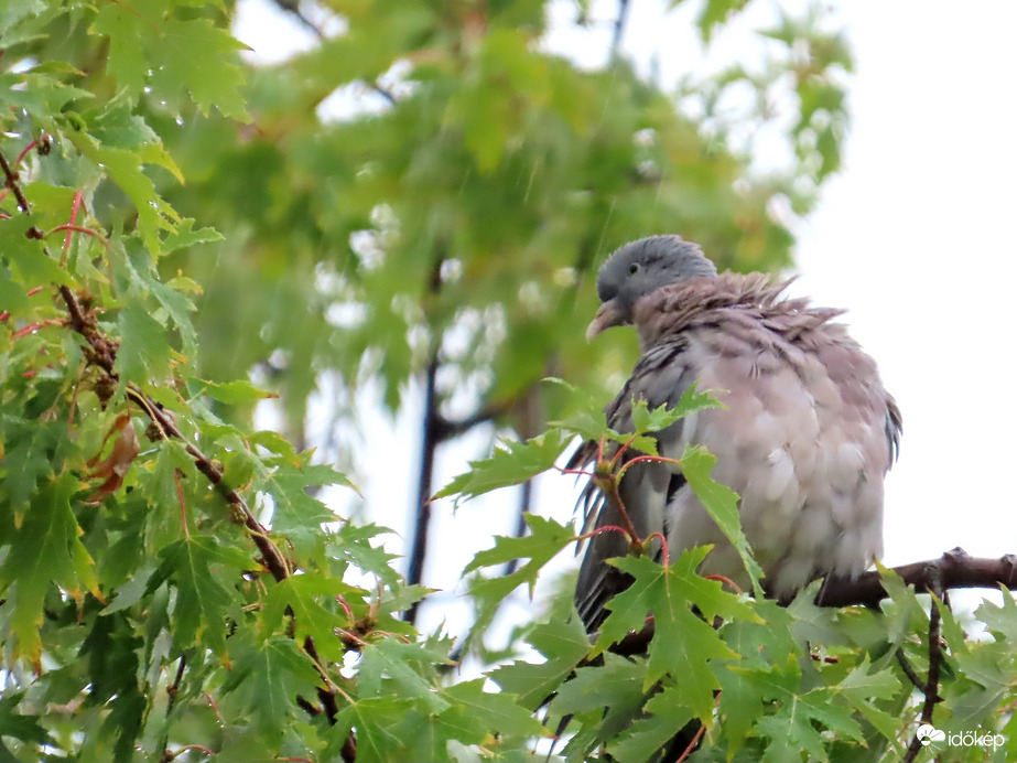 Tollászkodás esőben