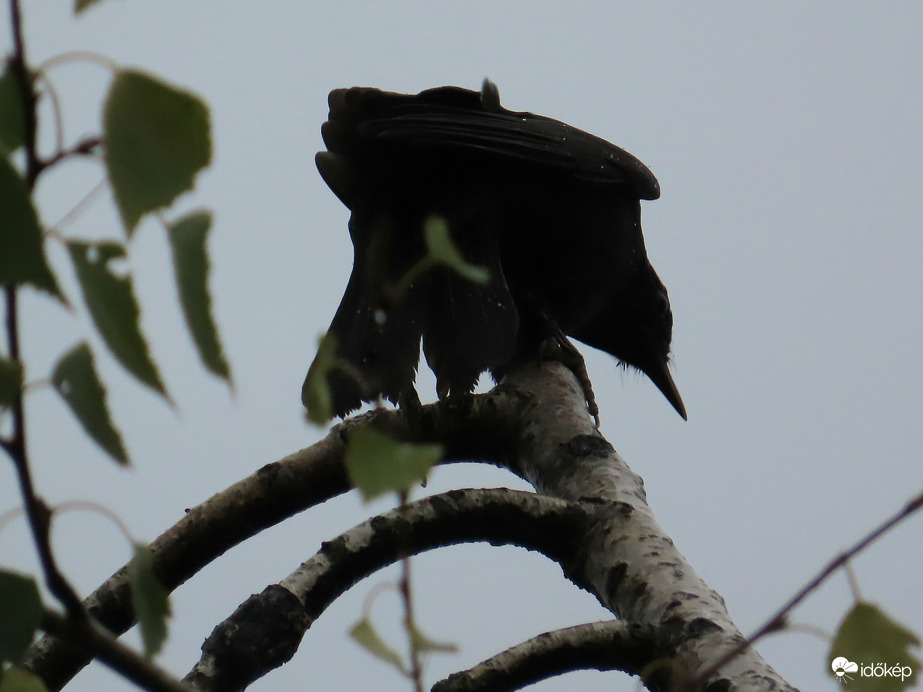 Támadásra felkészülni!