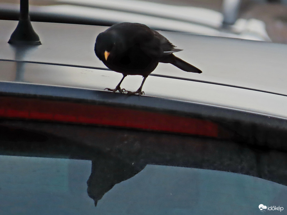 Nini! Ott is egy rigó!