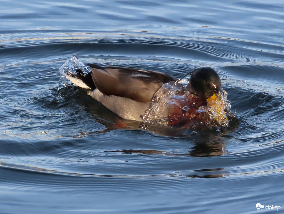 Élvezem a pancsolást!