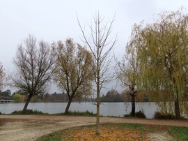 A Ginkgo levetette sárga ruháját