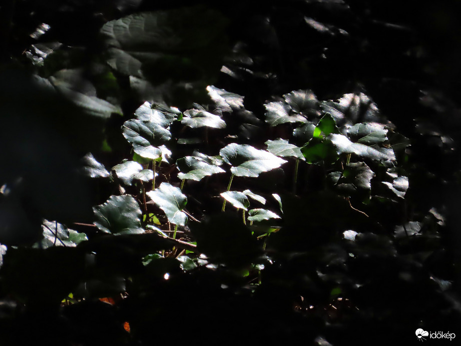 Ahova betűz a napfény