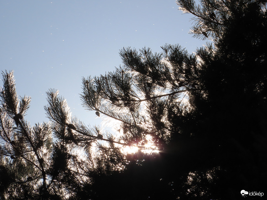 Fenyőágak a fényben