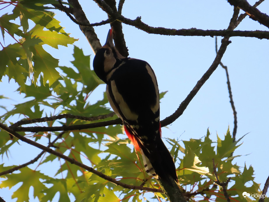 Úgy sietek, hogy még a nyelvem is kilóg!