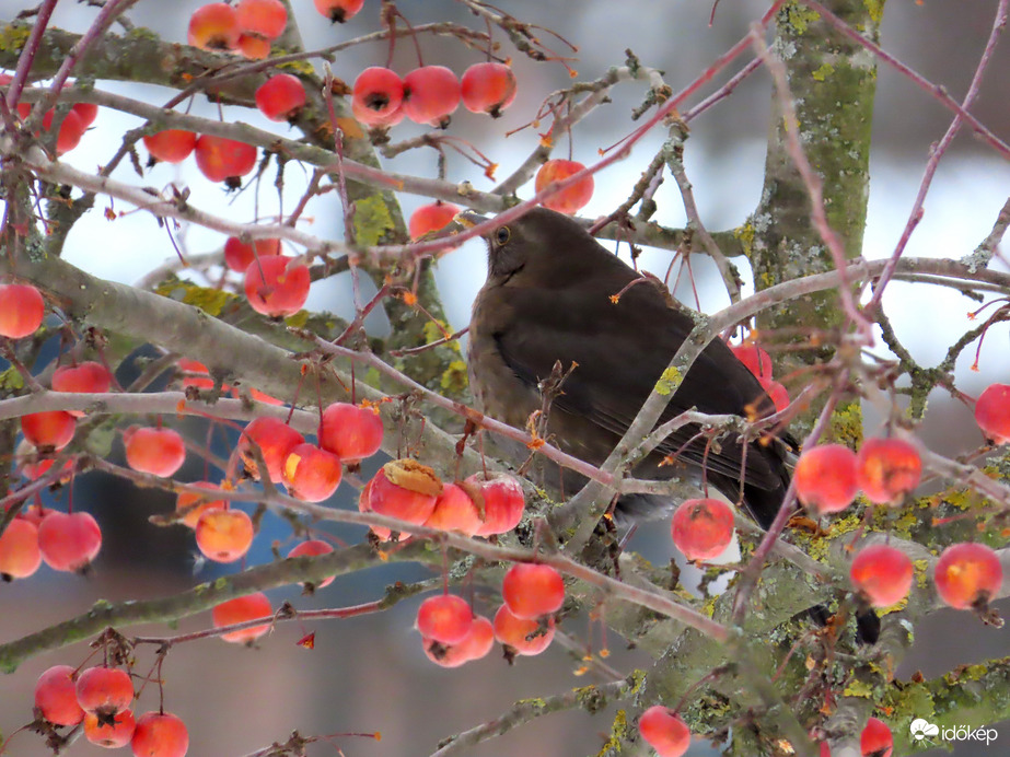 Jóllakottan a díszalmafán