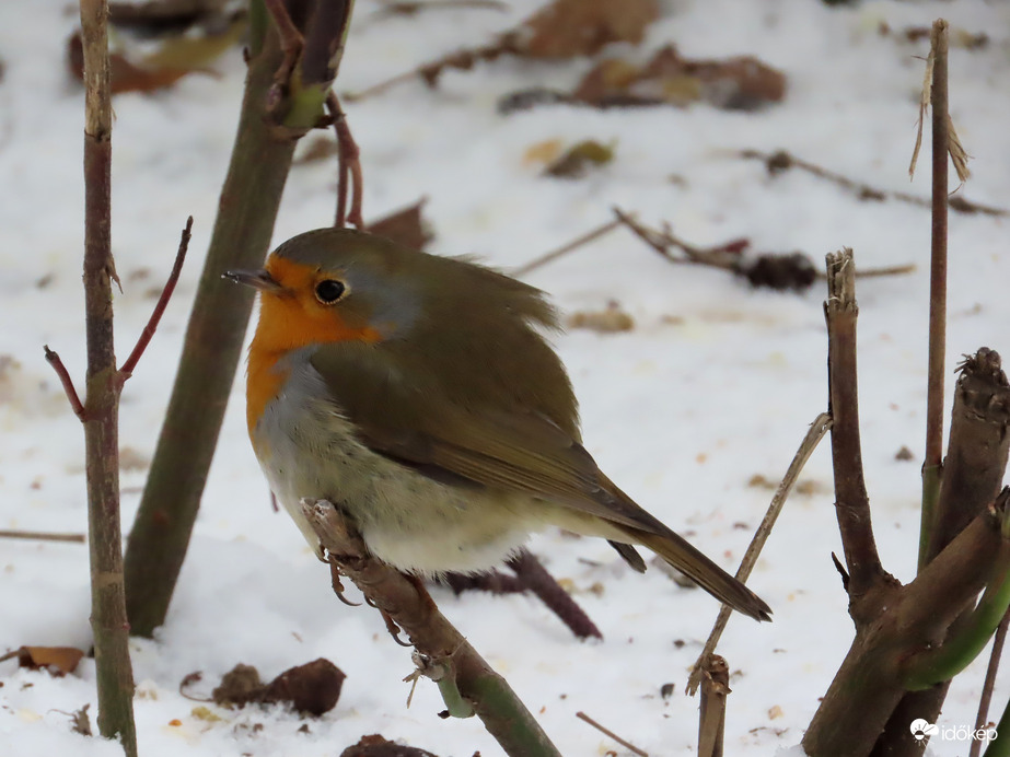 Szélfútta tollakkal!