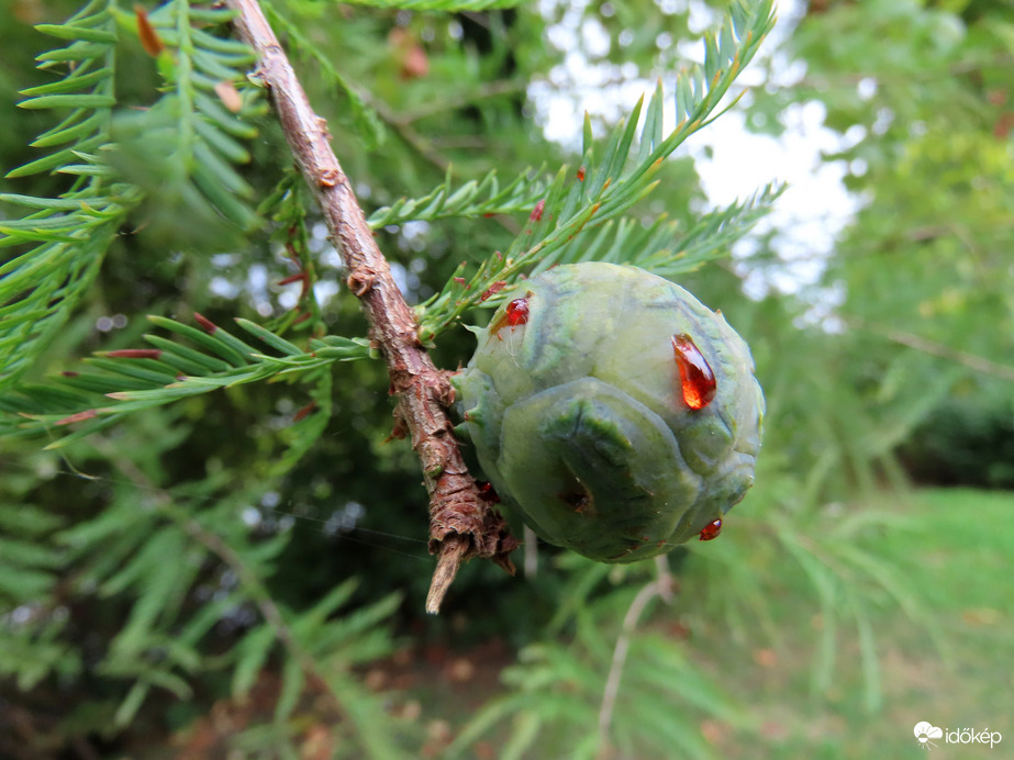 Mocsárciprus toboza