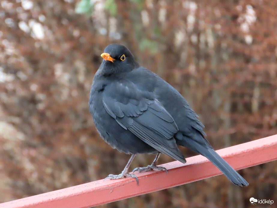 Már nagyon unom az egészet!
