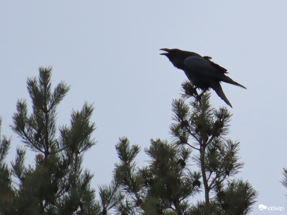 Kiabáló Holló a fenyő csúcsán