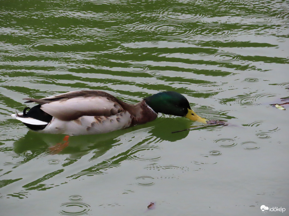 Engem nem zavar az eső!