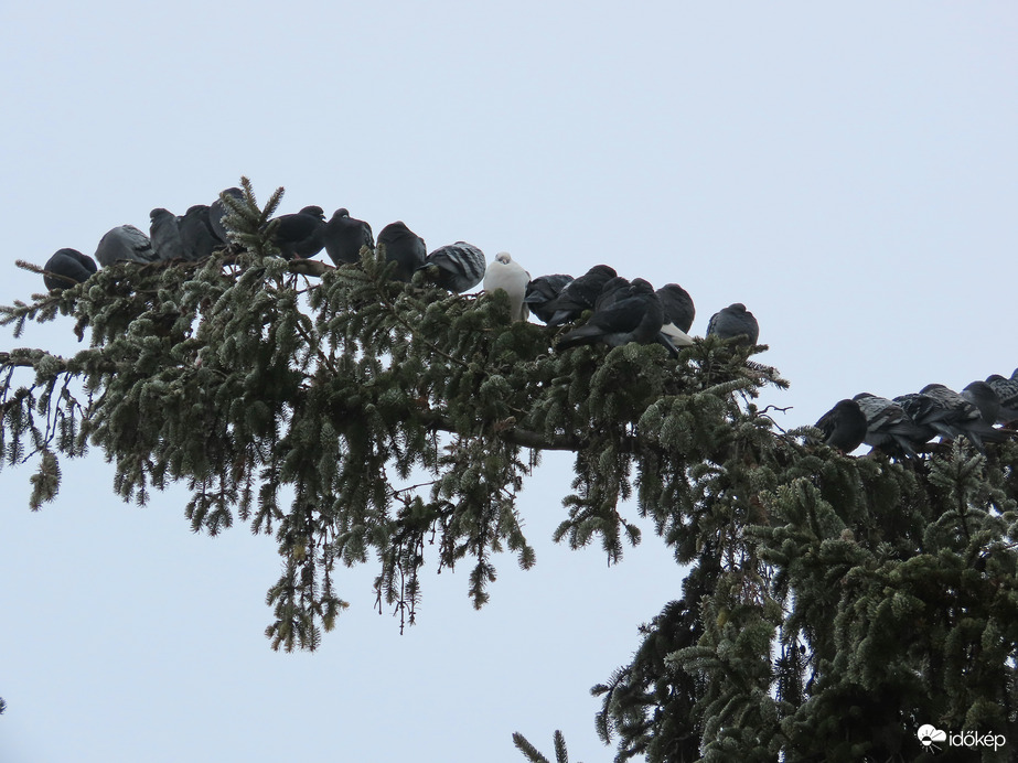 Galambdísz a fenyőágon