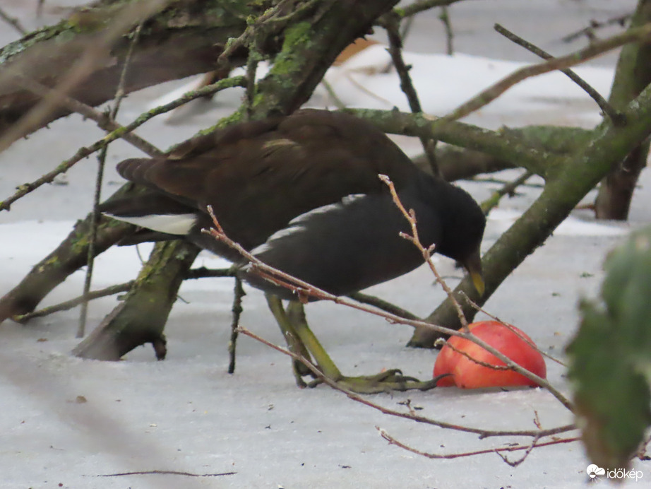 A Vízityúk és az alma