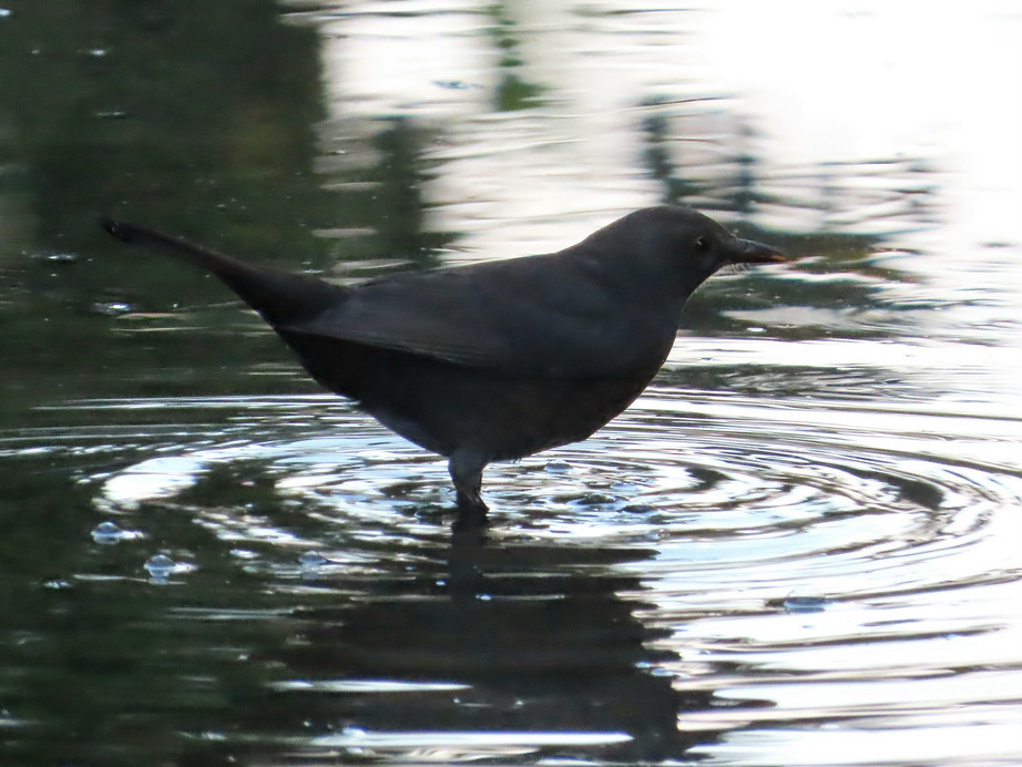 Fürödjek, vagy ne fürödjek? Ez itt a kérdés!