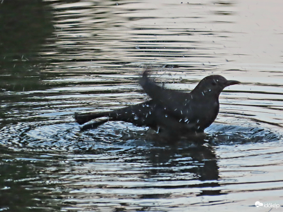 Döntöttem! Fürdök!