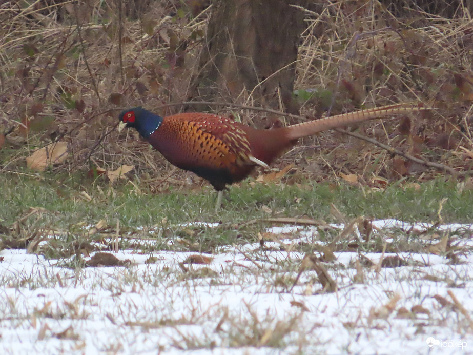 Keresgélő Fácán kakas