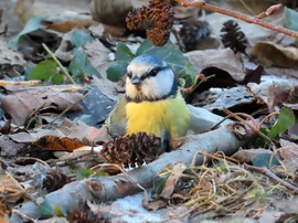 A talajon is körülnézek!