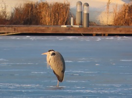 Gyűjtöm a D vitamint
