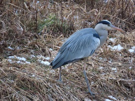 Sietek le a patak partjára