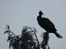 Borzolja a szél a frizurámat