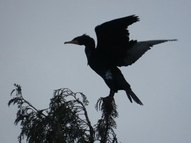 Landolás a fa csúcsán