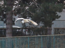 Szárnyalás a Perint felett