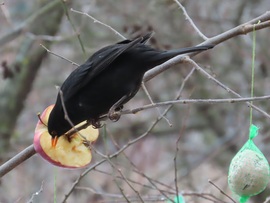 Ezt is megkóstolom!