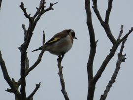 Magányosan kuporgó